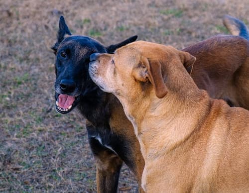 More doggies playing