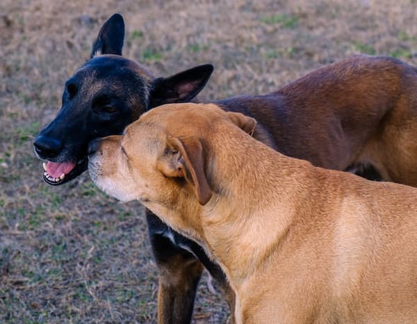 Doggies playing