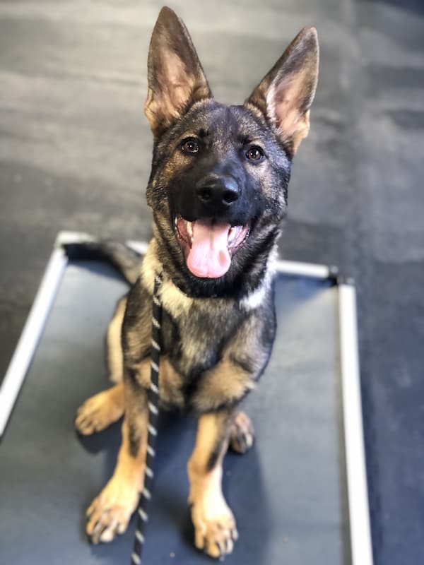 PUPPY SKILLS image
